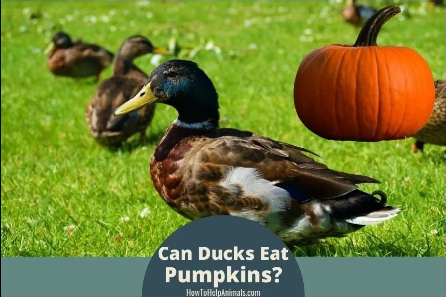 Can Ducks Eat Pumpkins?