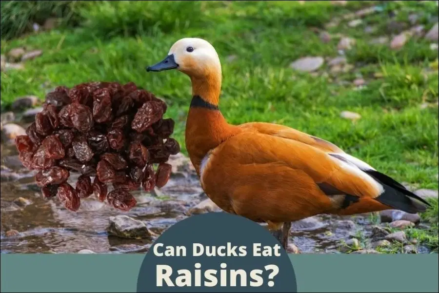 Can ducks eat raisins?