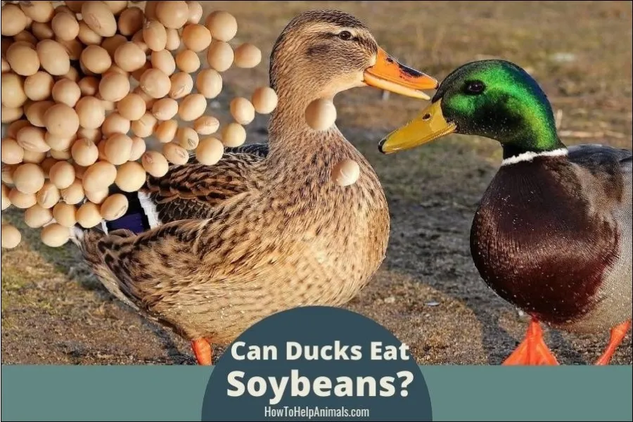 Can Ducks Eat Soybeans?