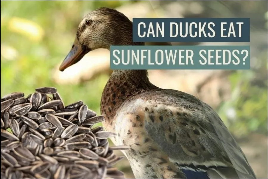 Can Ducks Eat Sunflower Seeds?