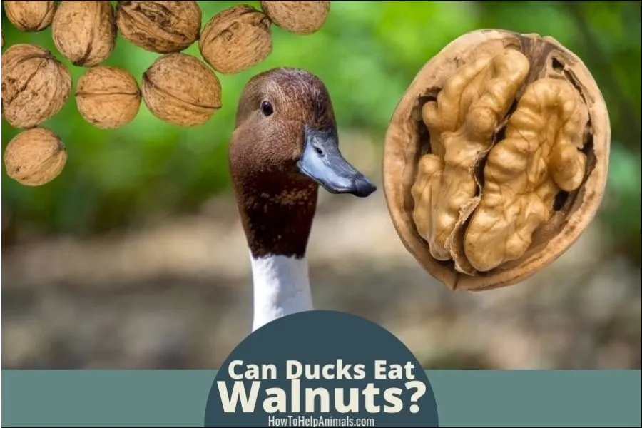 Can Ducks Eat Walnuts?