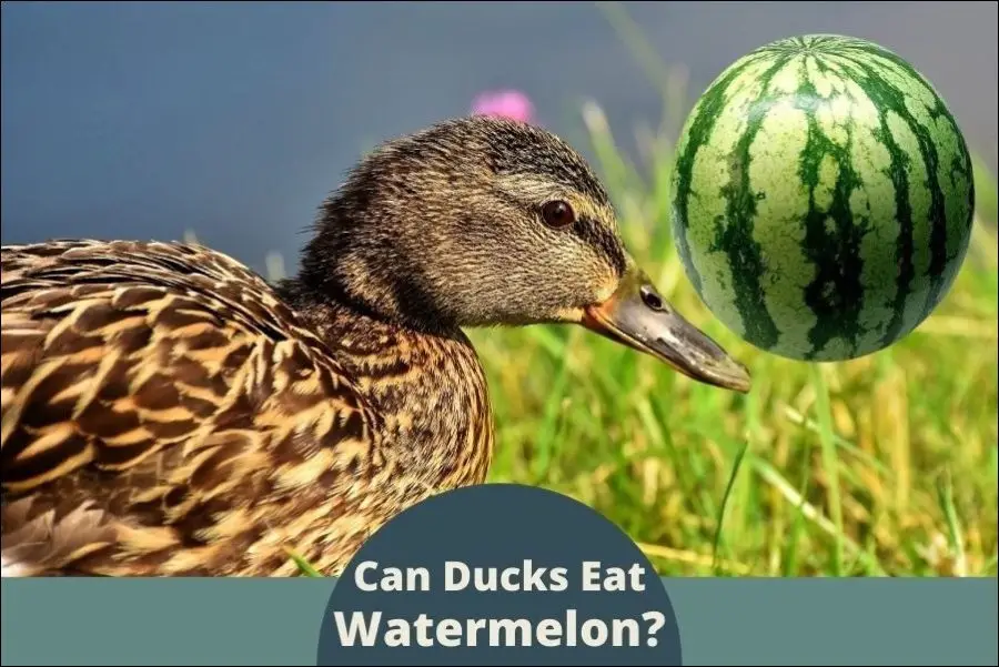 Can Ducks Eat Watermelon?