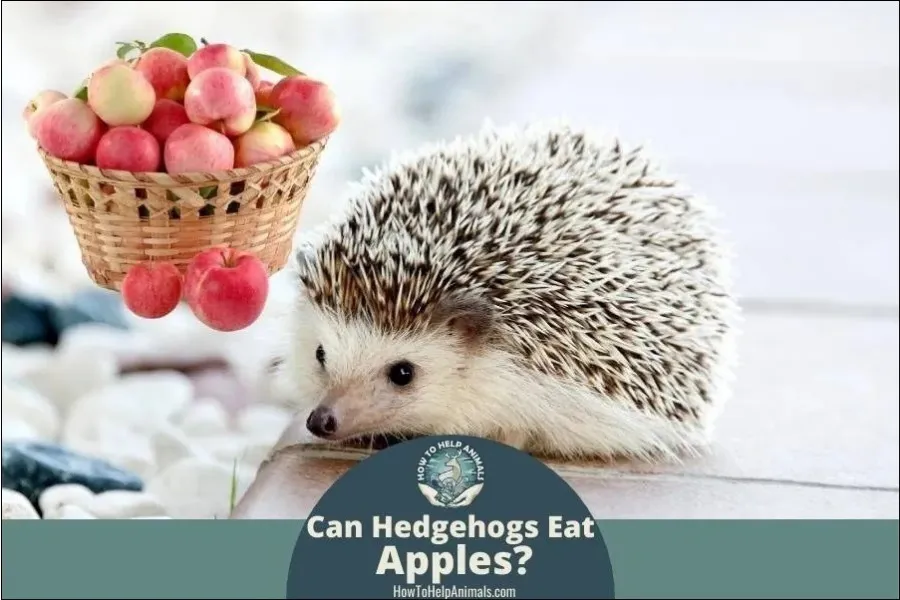 Can Hedgehogs Eat Apples?