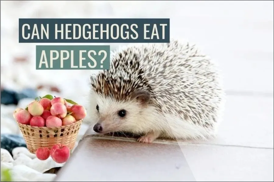 Can Hedgehogs Eat Apples? (The Sad Truth)