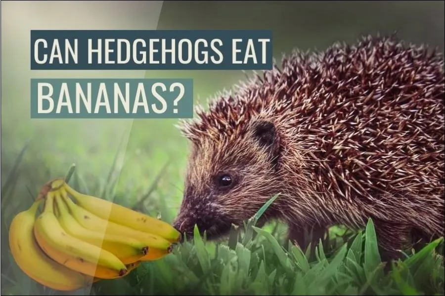 Can Hedgehogs Eat Bananas? (Answered)