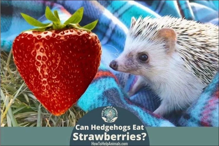 Can Hedgehogs Eat Strawberries?