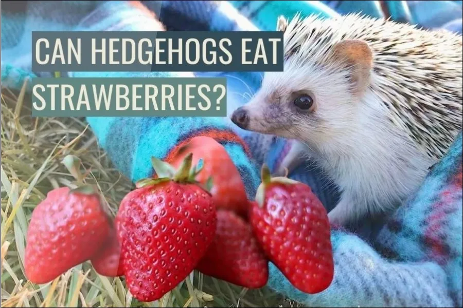Can Hedgehogs Eat Strawberries?