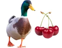 Can ducks eat cherries?