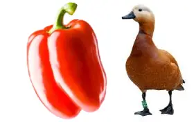 Can ducks eat bell peppers?