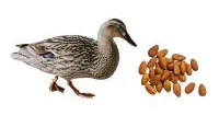 Can ducks eat almonds?