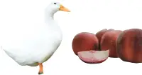 Can ducks eat peaches?