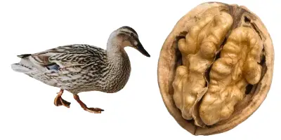 Can ducks eat walnuts?