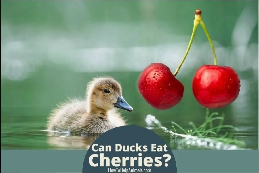 Can Ducks Eat Cherries?
