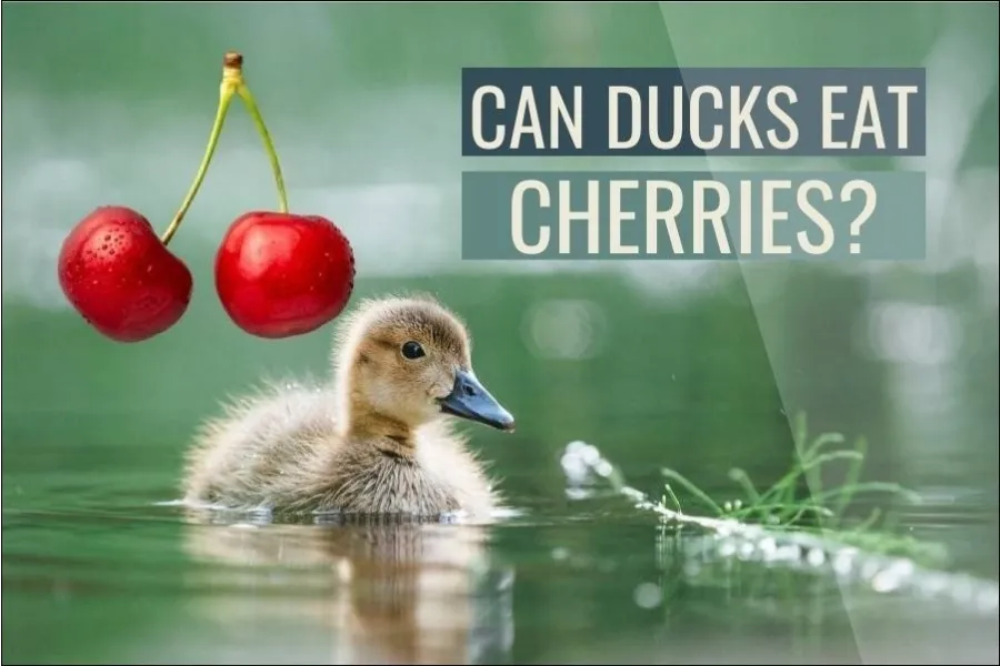 Can Ducks Eat Cherries? (Explained)