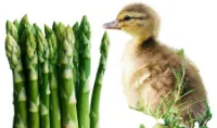 Can ducklings eat asparagus?