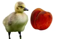 Can ducklings eat peaches?