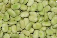 Can ducks eat soybean pods?