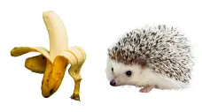 Can Hedgehogs eat bananas?