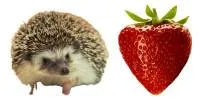 Do hedgehogs like to eat strawberries?