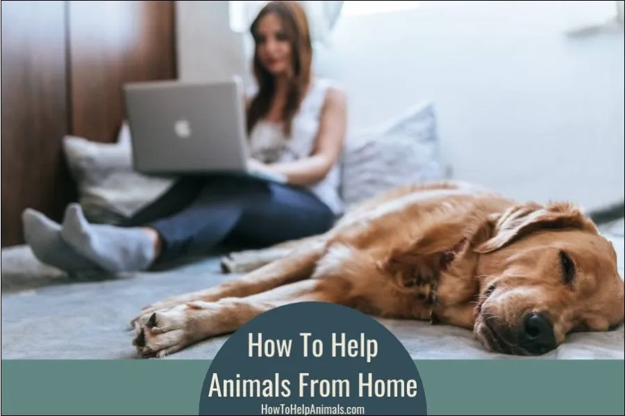 How To Help Animals From Home
