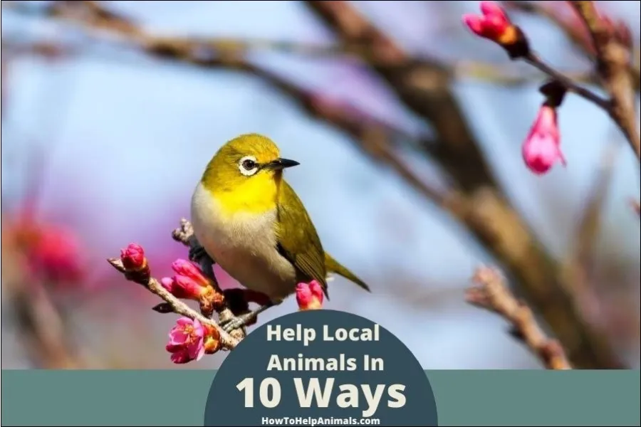 How To Help Local Animals in 10 Different Easy Ways