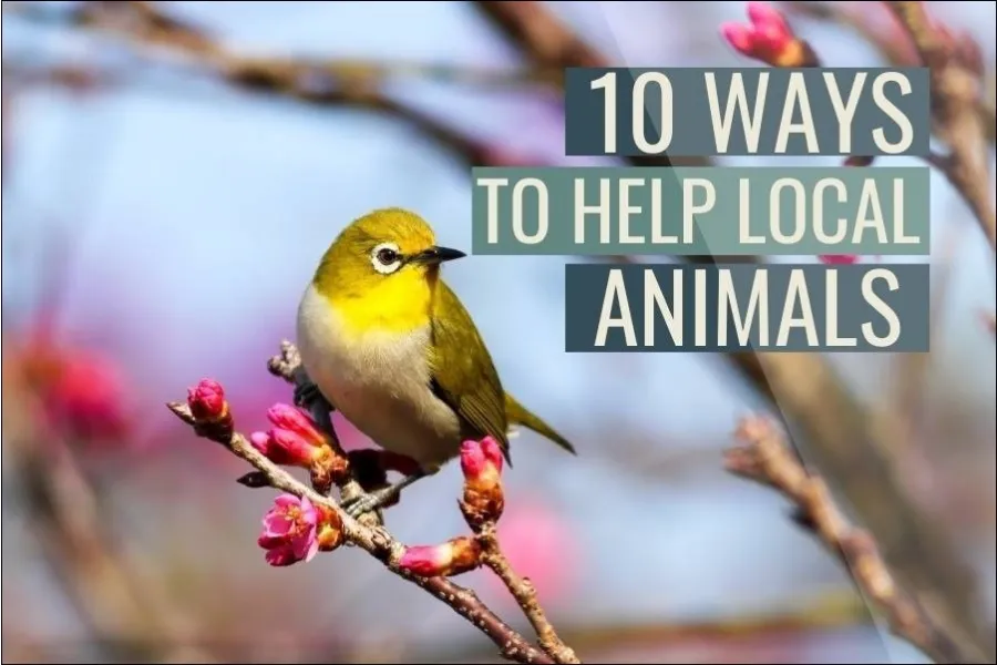 How Can I Help Local Animals? (10 Easy Ways)