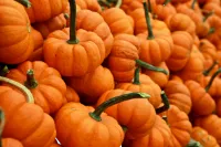 Can ducks eat the fibrous strands from the pumpkin?