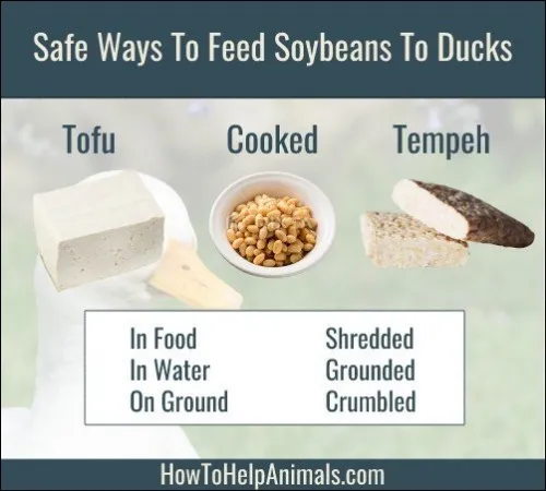 Safe Ways Of Feeding Soybeans to Ducks