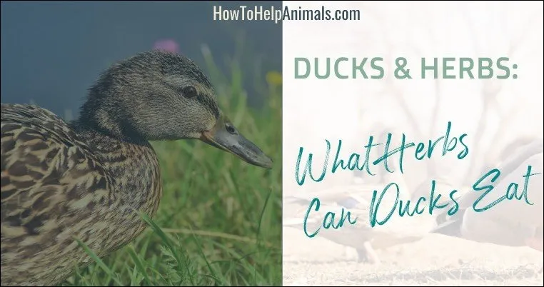 Can ducks eat herbs?