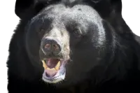 How to help the American black bear