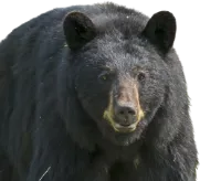 How to help black bears in California