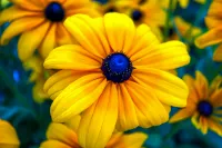 Attract butterflies with black-eyed-susan