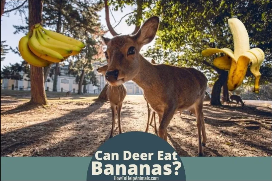Can Deer Eat Bananas?