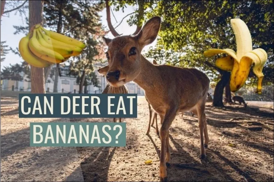 Can deer eat bananas? (Answered)
