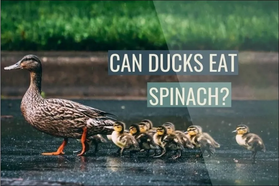 Can Ducks Eat Spinach?
