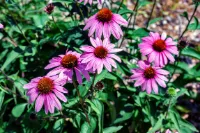 Attract butterflies with coneflower
