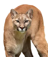 How to help cougars in California