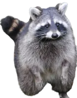 How to help raccoons in California