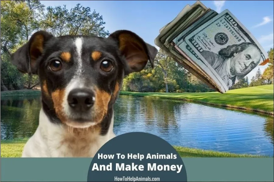 How To Help Animals And Make Money
