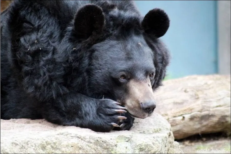 Bear shows forms of depressions trapped in captivity