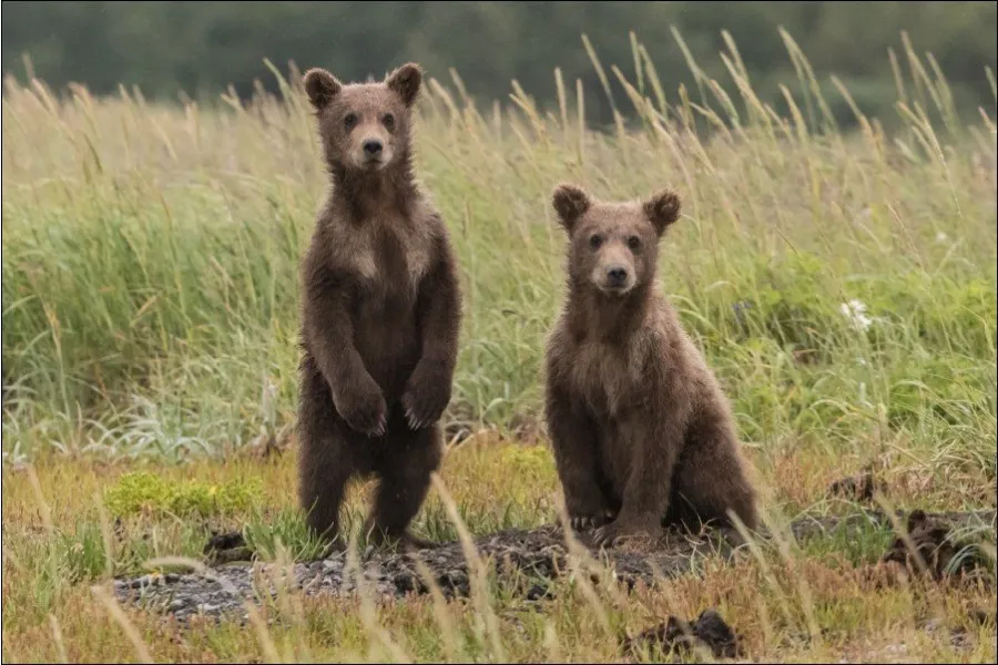 Two bear cubs. One is sitting and the other one is sitting