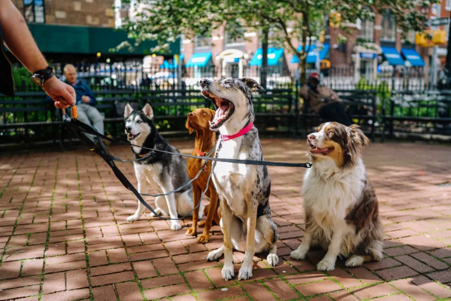 Become the best dog walker in your neighborhood