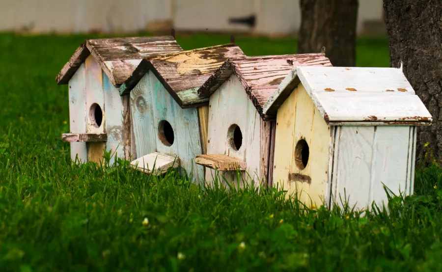 Build birdhouses