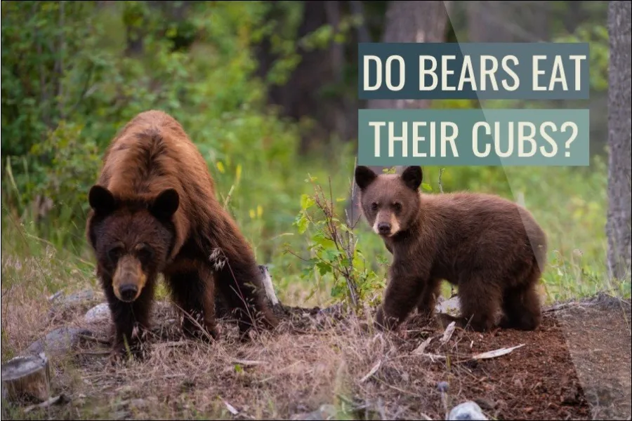 Do Bears Eat Their Cubs?