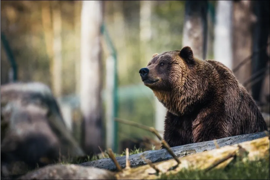 A grizzly bear sitting in the sun