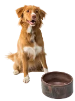 Earn money from pottering dog bowls