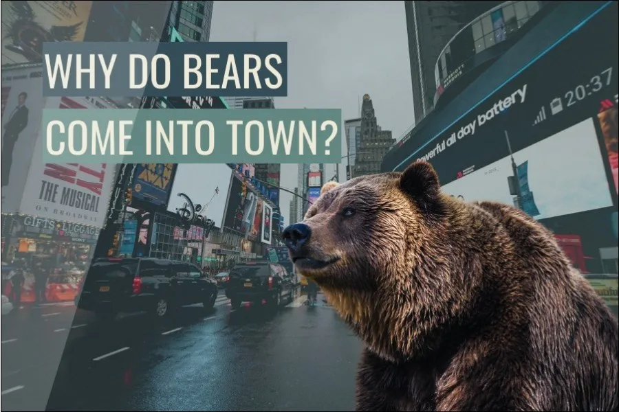 Why Do Bears Come Into Town?