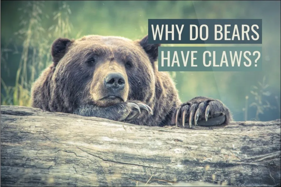 Why Do Bears Have Claws?