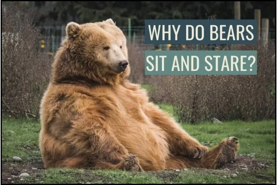 Why Do Bears Sit And Stare?