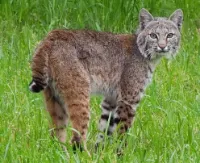 Help the bobcat in Arizona